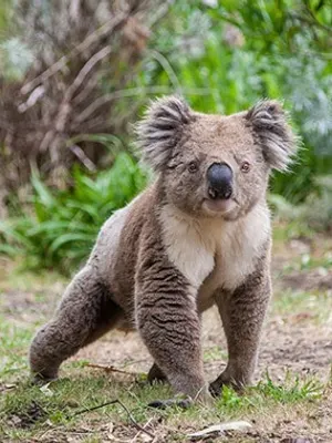 animalfacts OnlyFans